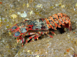 Regal slipper lobster by Stuart Ganz 
